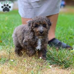 Belle, Cockapoo Puppy